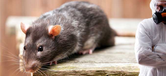 Дератизація
