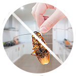 Дезінсекція