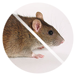 Дератизація